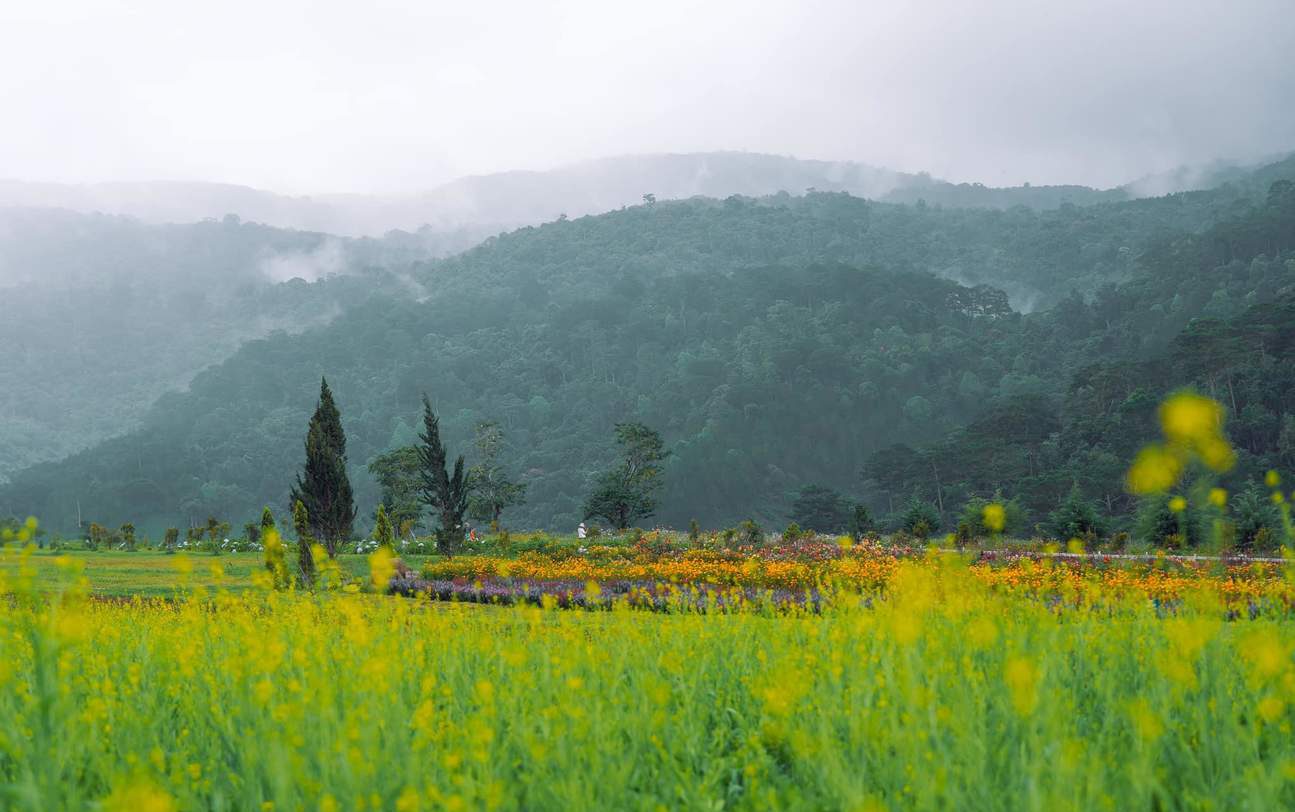 Theflorestticketindalatcity E1773825133541