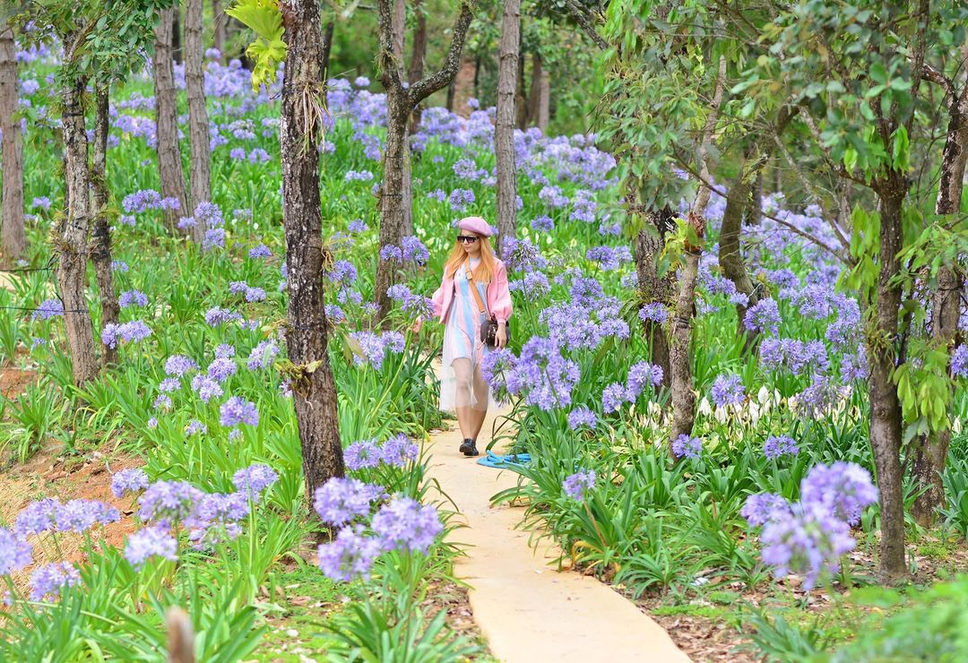 Tour Đà Lạt 1 Ngày Xe Ghép Đi Mongo Land Và Puppy Farm: Lịch Trình Chi Tiết Và Bảng Giá 1 Cao Nguyen Hoa Da Lat 11 1