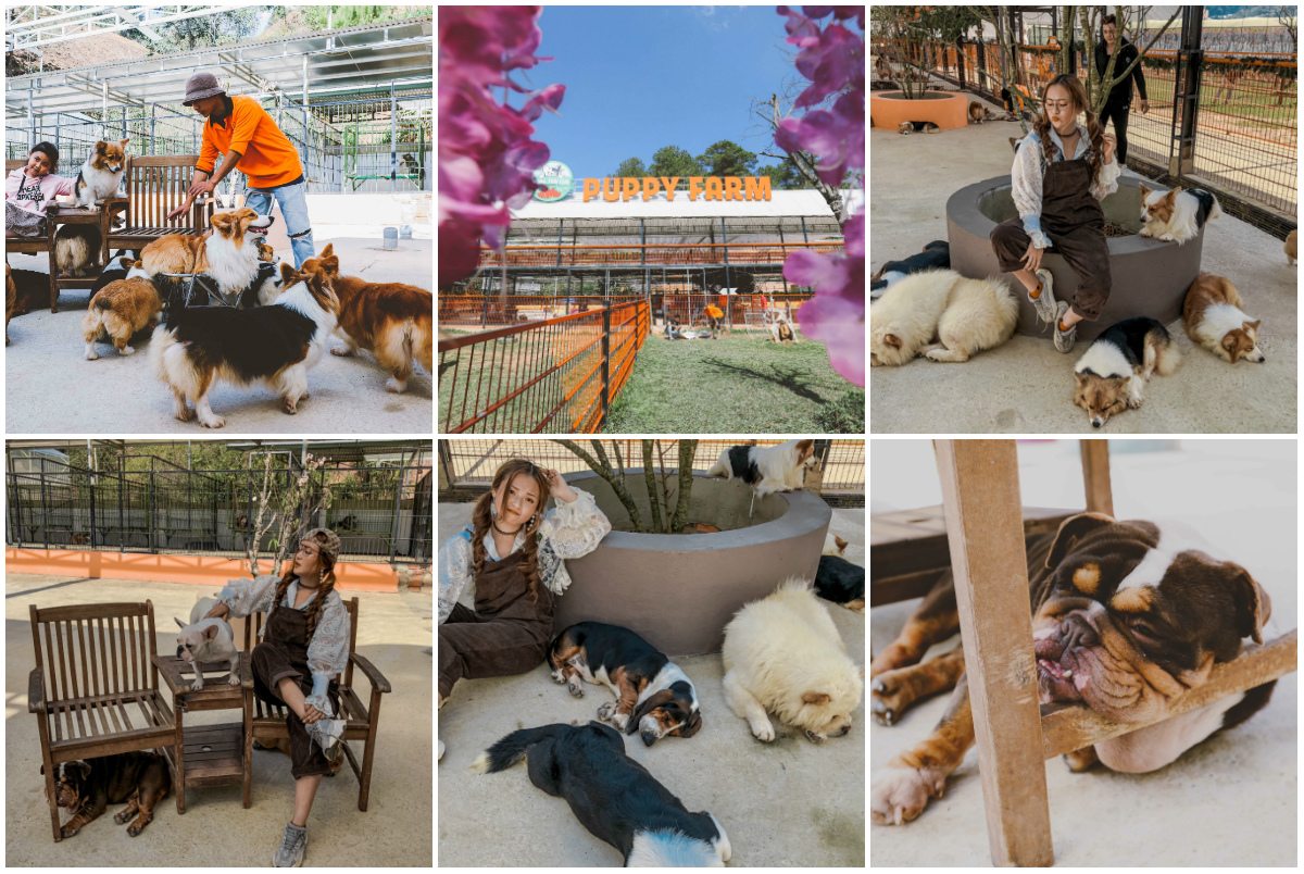 Tour Đà Lạt 1 Ngày Xe Ghép Đi Mongo Land Và Puppy Farm: Lịch Trình Chi Tiết Và Bảng Giá 5 Nong Trai Cun Puppy Farm 1 1