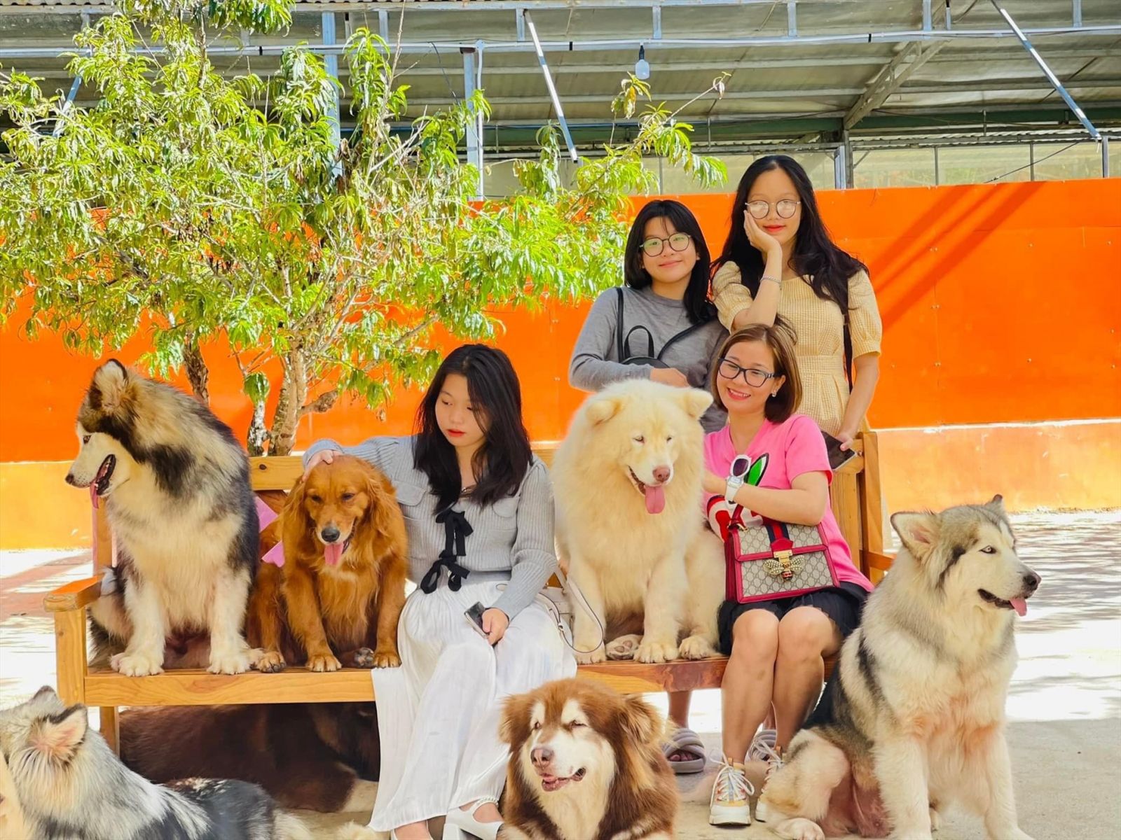 Xe Ghép Tour Đà Lạt 5-7 Chỗ: Đi Tour Chất Lượng, Giá &Quot;Hạt Dẻ&Quot; Cho Nhóm Bạn Và Gia Đình 4 Nong Trai Cun Puppy Farm 9