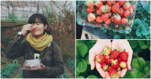 Vuon Dau Tay Biofresh 2